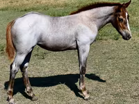 Kanca, Quarter Horse — 1. fotó
