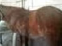 Jument, Kazakh horse — photo 6