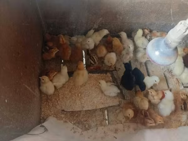 Chickens — Maďarsko
