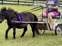حصان, Miniature horse — الصورة 5