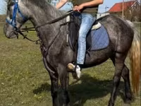 母马, Horses — 照片 2