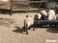 Widder, White Suffolk sheep — Foto 6