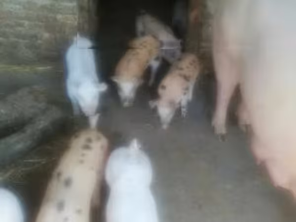 Truie, Porcs — Hongrie
