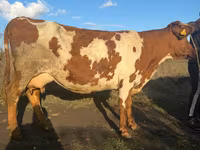 Kuh, Simmental cattle — Foto 3
