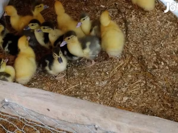 Ducks — 匈牙利