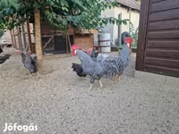 Chickens — Foto 1