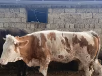 Tehén, Simmental cattle — 4. fotó