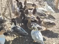 Ducks — الصورة 3