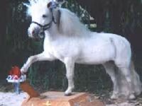 Hing, Miniature horse — 7. fotó