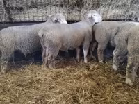 公羊, Ile-de-France sheep — 照片 6