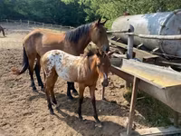 Kůň, Appaloosa — foto 7