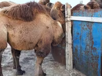 Tevénő, Kazakh Bactrian camel — 1. fotó