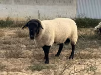 公羊, White Suffolk sheep — 照片 1