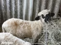 Kos, Valais Blacknose sheep — 2. fotó