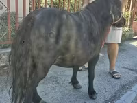Égua, American shetland pony — foto 2