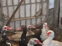 Ducks — 照片 1