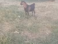 Kozel, Kozy — foto 1