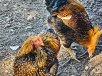 वायंडॉट — फ़ोटो 2