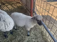 公羊, Shroshire sheep — 照片 2