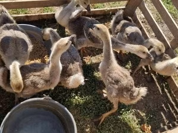 Geese