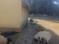 公山羊, Goats — 照片 2