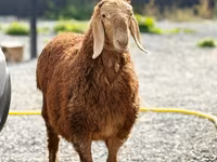 Widder, Hissar sheep — Foto 2