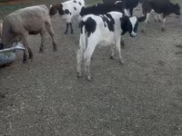 Krava, Russian Black pied cattle — foto 3