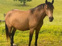 Jument, Black Sea breed — photo 3
