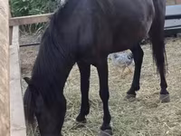母马, Horses — 照片 1