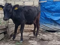 Tehén, Aberdeen-Angus — 2. fotó