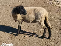 Juh, Tsigai sheep — 5. fotó
