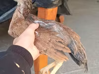 Chickens — الصورة 7