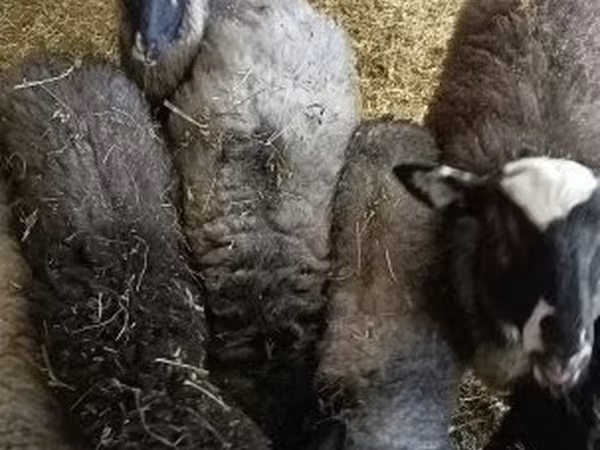 मेढ़ा, Romanov sheep