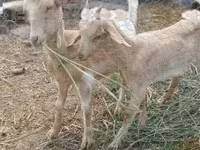عنزة, الماعز — الصورة 1