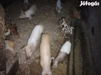 Schweine (Partie, Geschlecht nicht angegeben), Schweine — Foto 1