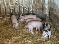 Sow, Pigs — photo 3
