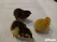 Quails — foto 2