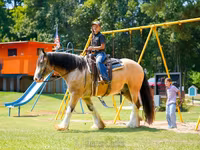 घोड़ा, Gypsy horse — फ़ोटो 2