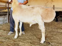 Qoç, Qoyunlar — foto 1