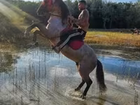 घोड़ा, Hungarian horse breed — फ़ोटो 1