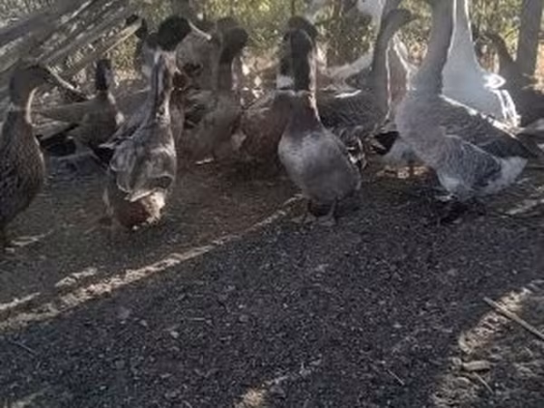 Ducks — Węgry