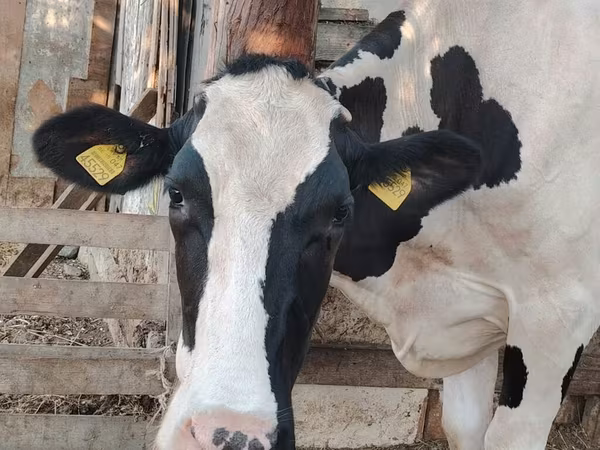 गाय, गोलस्टीन नस्ल