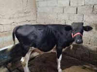 सांड, Russian Black pied cattle — फ़ोटो 4
