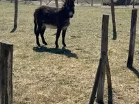 公马, Kerry Bog Pony — 照片 1