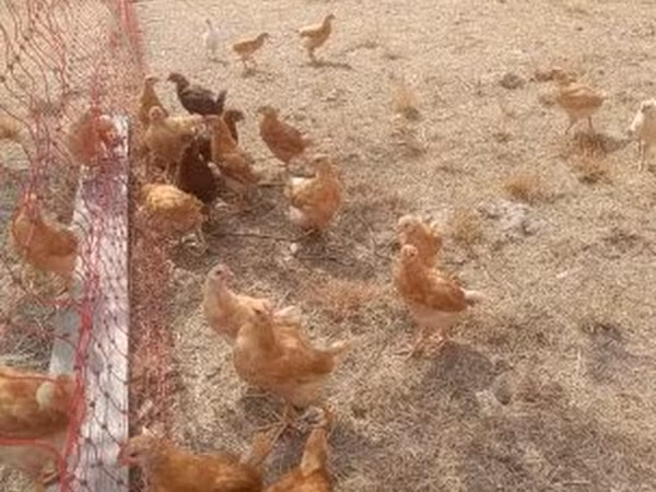 Chickens — Magyarország