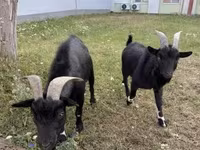 Billy Goat, Nigerian dwarf goats — photo 3