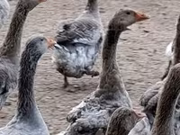 Geese — 2-сурет