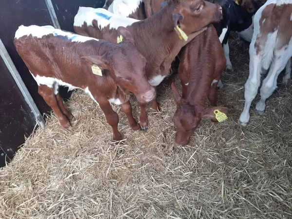 Bika, Simmental cattle
