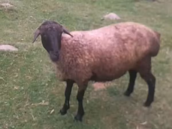 Oveja, Ovejas