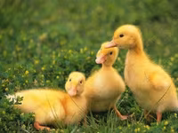 Ducks — Foto 8